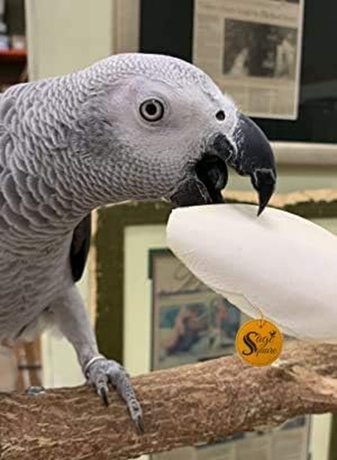 Sage Square Natural Calcium Source Cuttlebone Fish, Natural Mineral Block, Calcium, for Birds, Parrot (200grm) - Image 5